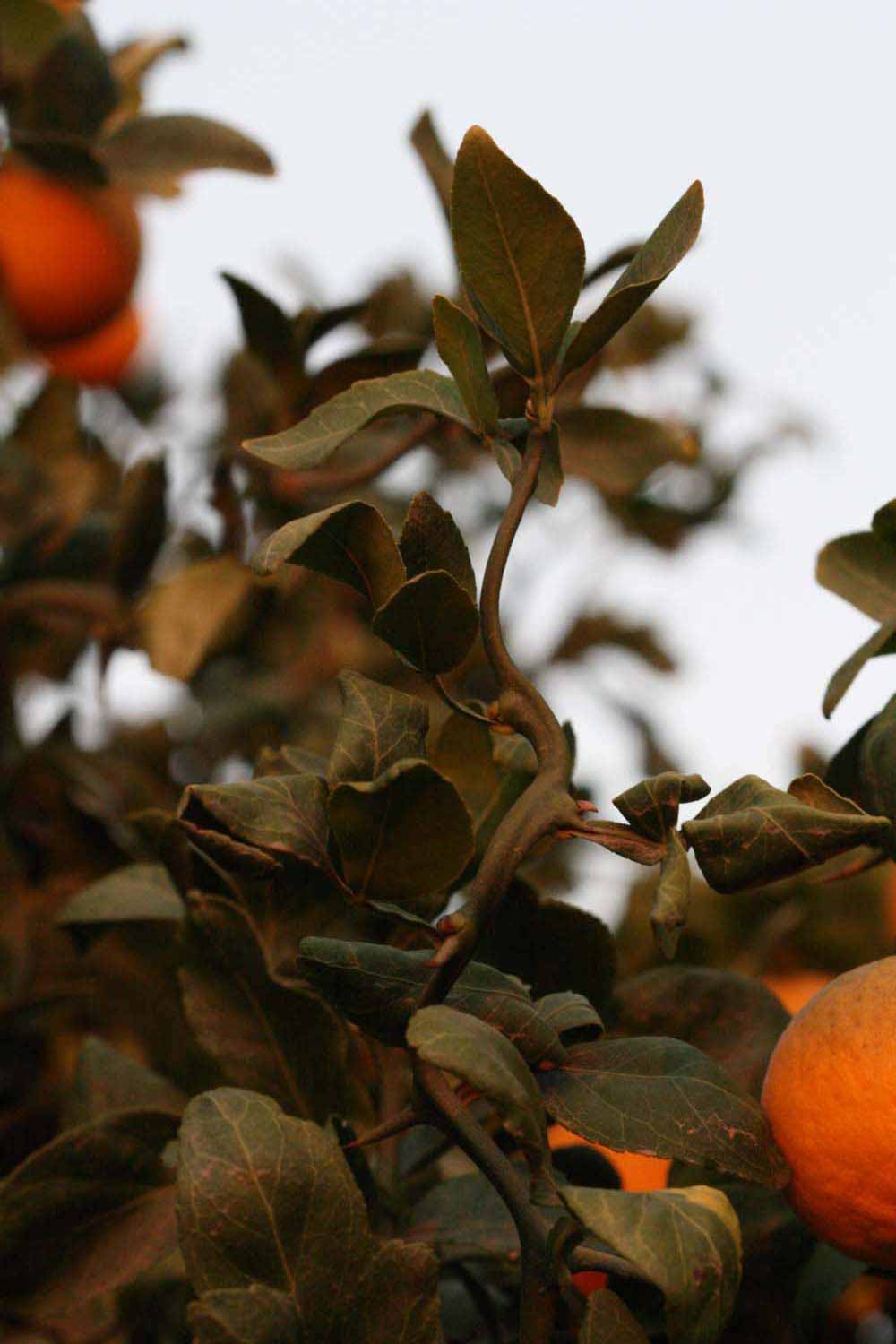             Sun leaves (Riverside, CA)       